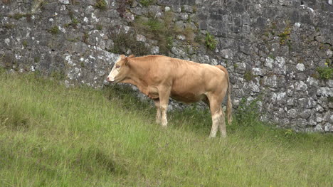 Irlanda-Cashel-Vaca-De-Pie-Junto-A-La-Roca-De-La-Pared-De-Cashel