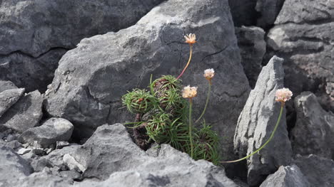 Ireland-County-Clare-The-Burren-Flower-And-Limestone-Rock
