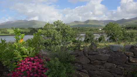 Irland-Dingle-Halbinsel-Cloghane-Blick-Auf-See-Und-Hügel-Mit-Blumen