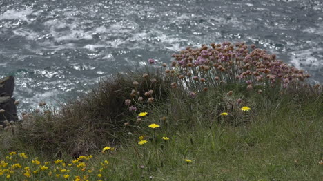 Irland-Dingle-Gras-Und-Blumen-über-Dem-Meer-Zoomt-Rein