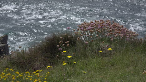 Irlanda-Dingle-Grass-Y-Flores-Sobre-El-Mar
