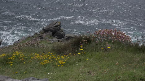 Irland-Dingle-Gras-Und-Wildblumen-über-Meeresfelsen