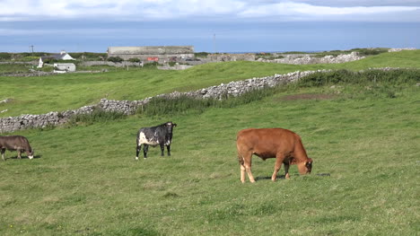 Ireland-Doolin-View-With-Steers-And-Stone-Wall