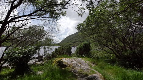 Irland-Killarney-Nationalpark-Bäume-über-Dem-Lough-Leane