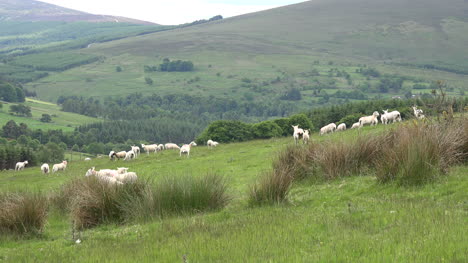 Ireland-Sheep-On-Slope