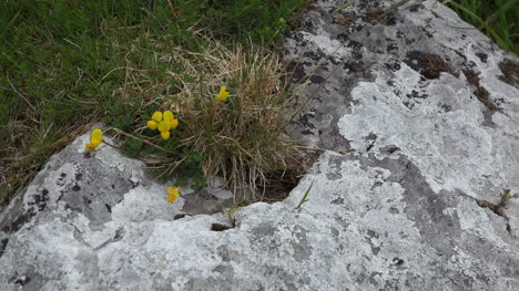 Irland-Die-Burren-Birds-foot-Trefoils-Blume
