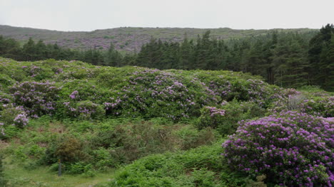 Irland-Die-Vee-Rhododendron-Bedeckte-Hänge