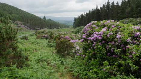 Irland-Die-Vee-Rhododendron-Bedeckten-Hänge