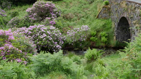 Ireland-The-Vee-Stone-Bridge-With-Rhododendrons