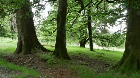 Ireland-Tree-Trunks-And-Meadow