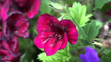 Irlanda-Alstroemeria-Flor-En-Un-Jardín-Irlandés