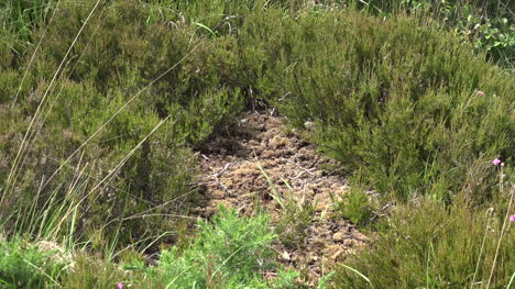 Ireland-Clara-Bog-Heather-And-Moss