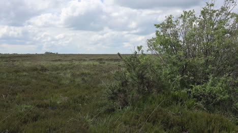 Ireland-Clara-Bog-Shrub-And-Scene