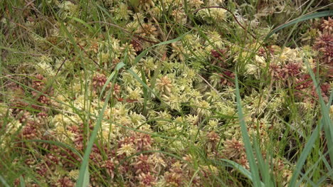 Ireland-Clara-Bog-Sphagnum-Moss