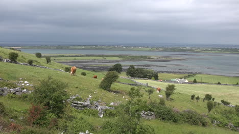 Ireland-County-Clare-Cattle-Grazing-On-Hillside