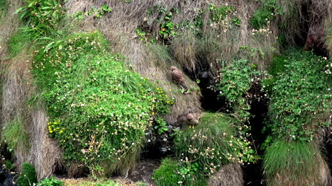 Ireland-County-Clare-Kestrel-Falcons-Hopping-On-A-Cliff-Face