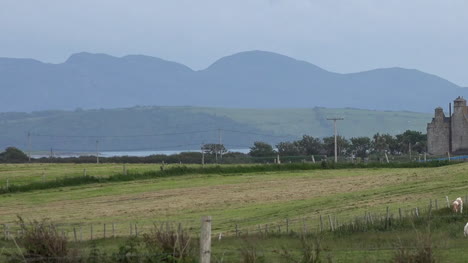Irland-County-Sligo-Haus-Und-Rinder-In-Der-Weidepfanne