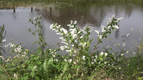 Irland-Tullamore-Blumen-Und-Reflexionen-In-Einem-Kanal