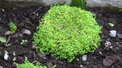 Ireland-Clumped-Green-Plant-