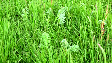 Irland-Farne-Gemischt-Mit-Gras-Im-Burren