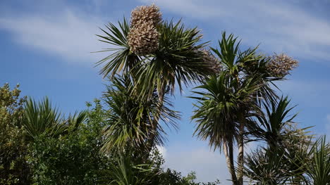 Irland-Palmenähnliche-Pflanze-Mit-Blüten-In-Der-Sonne
