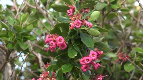 Flor-De-Trompeta-Rosa-De-Irlanda-En-Arbusto