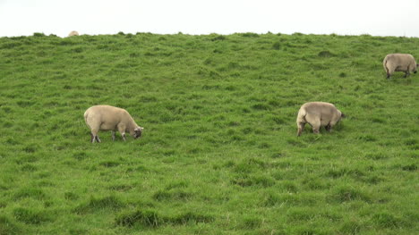 Irland-Schafe-Weiden-Auf-Der-Wiese