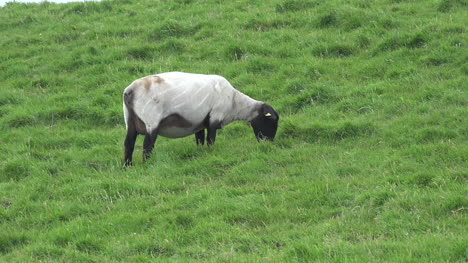 Irland-Schafe-Mit-Schwarzem-Kopf-Weiden