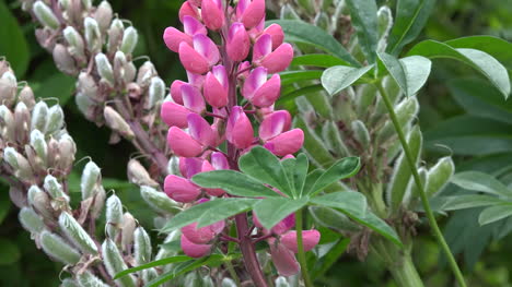 Ireland-Snapdragons-