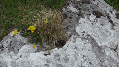 Irland-The-Burren-Birds-foot-Trefoils-Flower