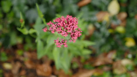 Coral-Peach-Flower-Head-