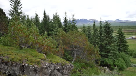 Islandia-Pingvellir-árboles-en-pendiente
