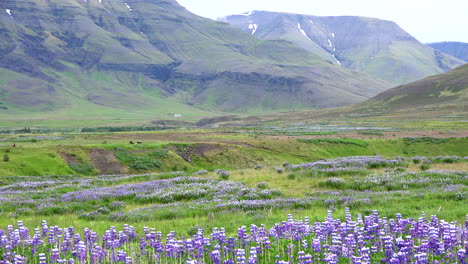 Paisaje-De-Islandia-Con-Altramuces