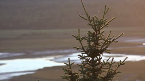 Nature-Evergreen-In-Evening-With-Light-On-Needles