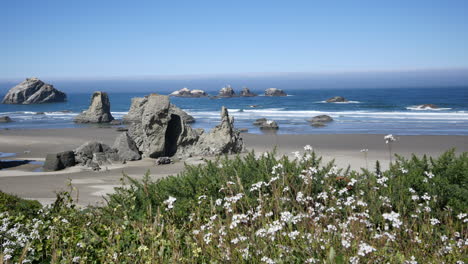 Oregon-Bandon-Blumen-Und-Strandpfanne