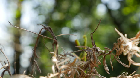 Praying-Mantis-On-Dead-Foliage-Comes-Into-Focus-Front-Side