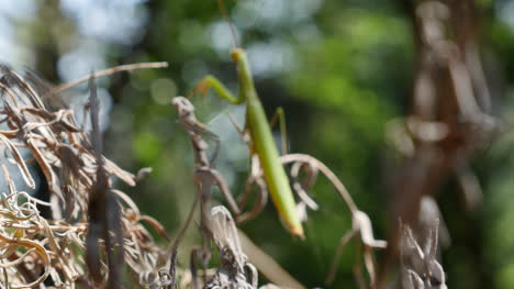 Praying-Mantis-On-Dead-Foliage-Comes-Into-Focus-Rear