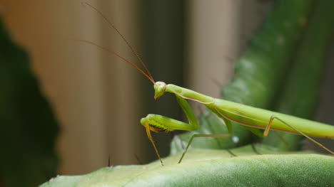 Praying-Mantis-On-Euphorbia-Antenna-Twitch