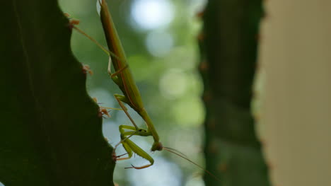 Praying-Mantis-On-Euphorbia-Begins-Grooming