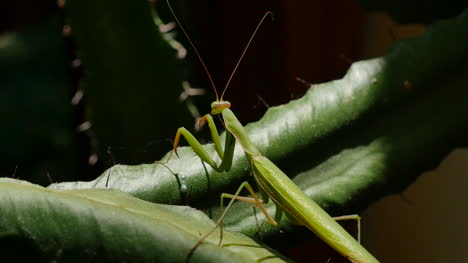 Praying-Mantis-On-Euphorbia-Cocks-Head