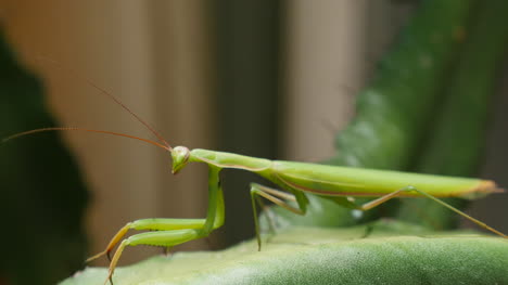 Praying-Mantis-On-Euphorbia-Crawl-Left