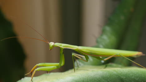 Mantis-Religiosa-En-Euforbio-Gatear-A-La-Izquierda