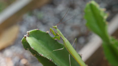 Praying-Mantis-On-Euphorbia-Eating-Web-Material