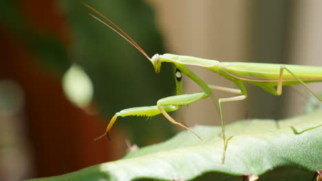 Praying-Mantis-On-Euphorbia-Facing-Left-Closer