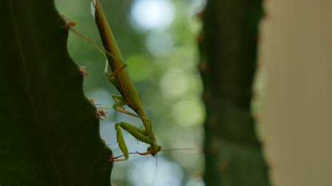 Praying-Mantis-On-Euphorbia-Finishes-Grooming