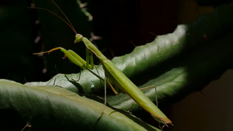 Praying-Mantis-On-Euphorbia-Grooms-Front-Leg