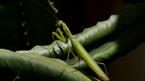 Praying-Mantis-On-Euphorbia-Left-Profile