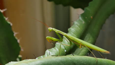 Praying-Mantis-On-Euphorbia-Left-View