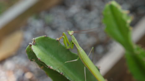 Praying-Mantis-On-Euphorbia-Nibbles-Web-Material