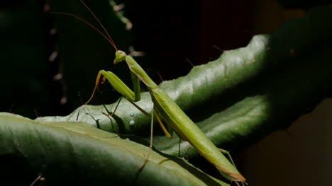 Praying-Mantis-On-Euphorbia-Points-Left